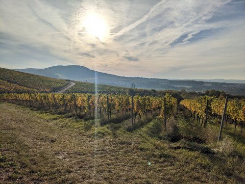 Sattelberg Speckfeld Okt23